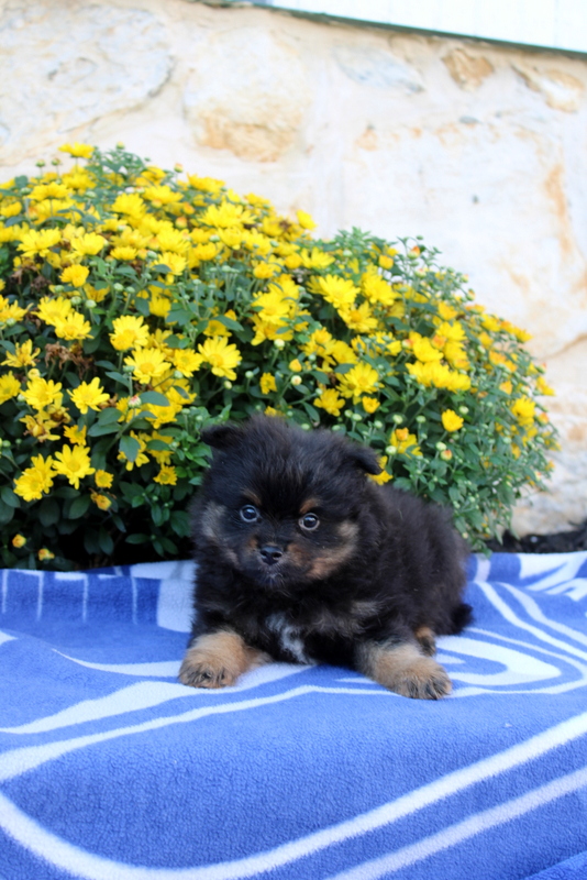 puppy, for, sale, Pomeranian, Matthew B. Stoltzfus, dog, breeder, Gap, PA, dog-breeder, puppy-for-sale, forsale, nearby, find, puppyfind, locator, puppylocator, aca